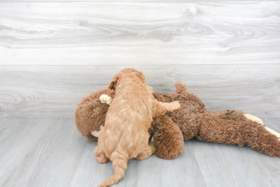 Small Cavapoo Baby