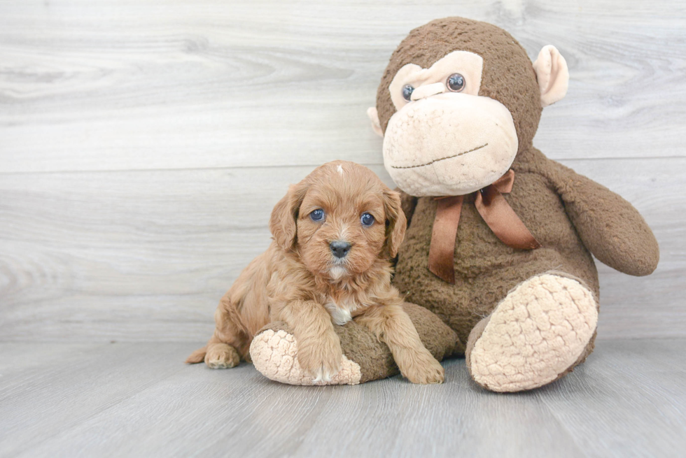 Best Cavapoo Baby