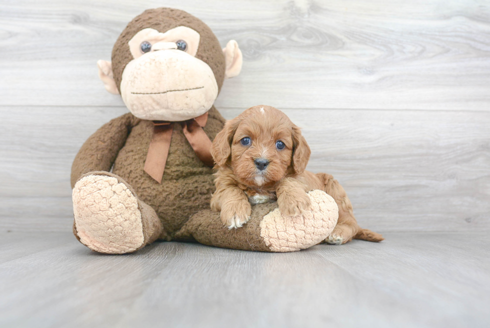 Sweet Cavapoo Baby