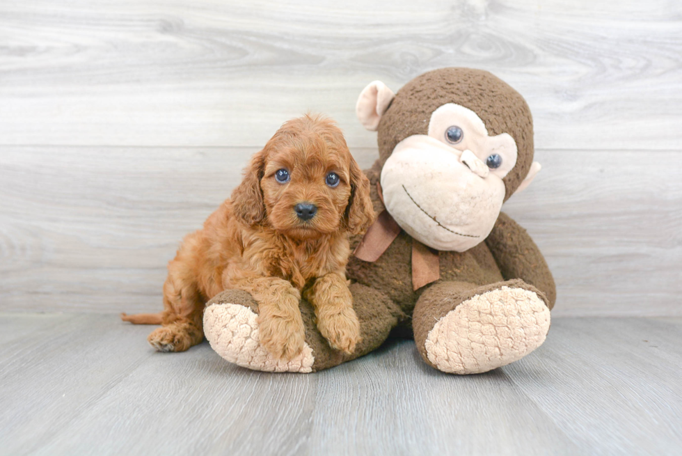 Cavapoo Puppy for Adoption