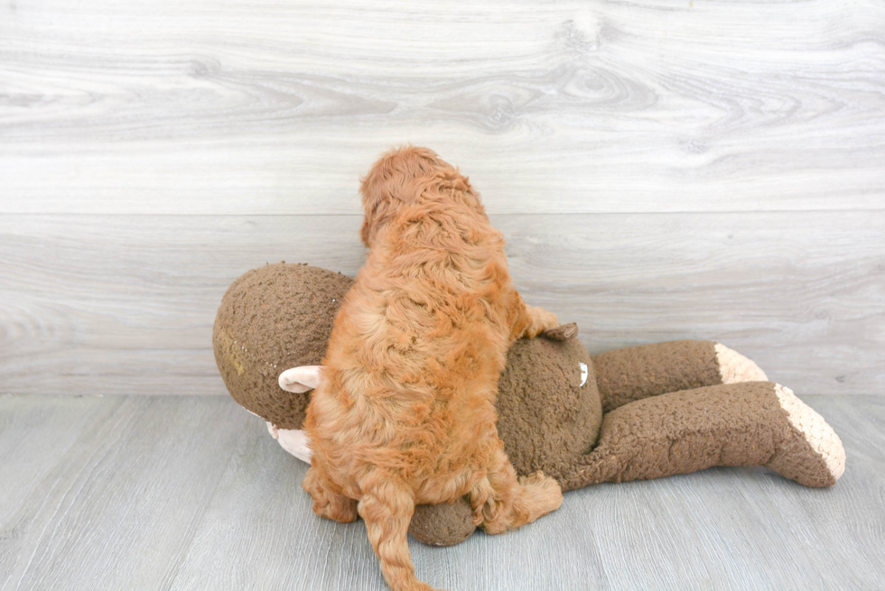 Popular Cavapoo Poodle Mix Pup