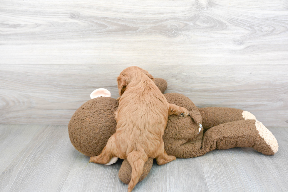 Cavapoo Pup Being Cute