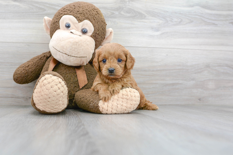 Playful Cavoodle Poodle Mix Puppy