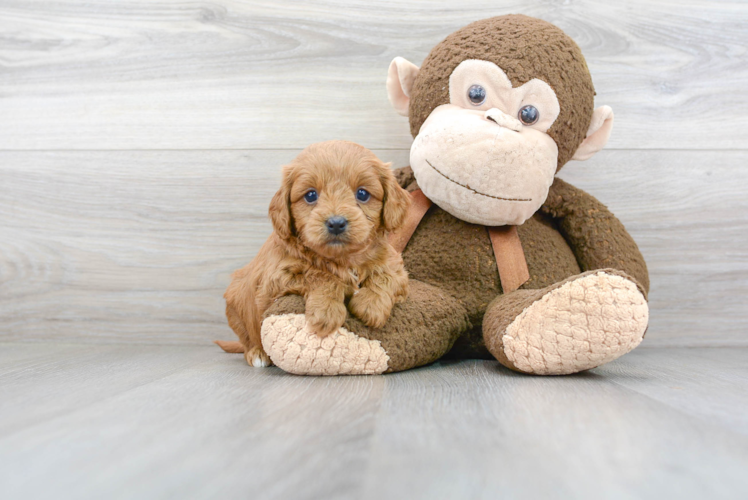 Small Cavapoo Baby