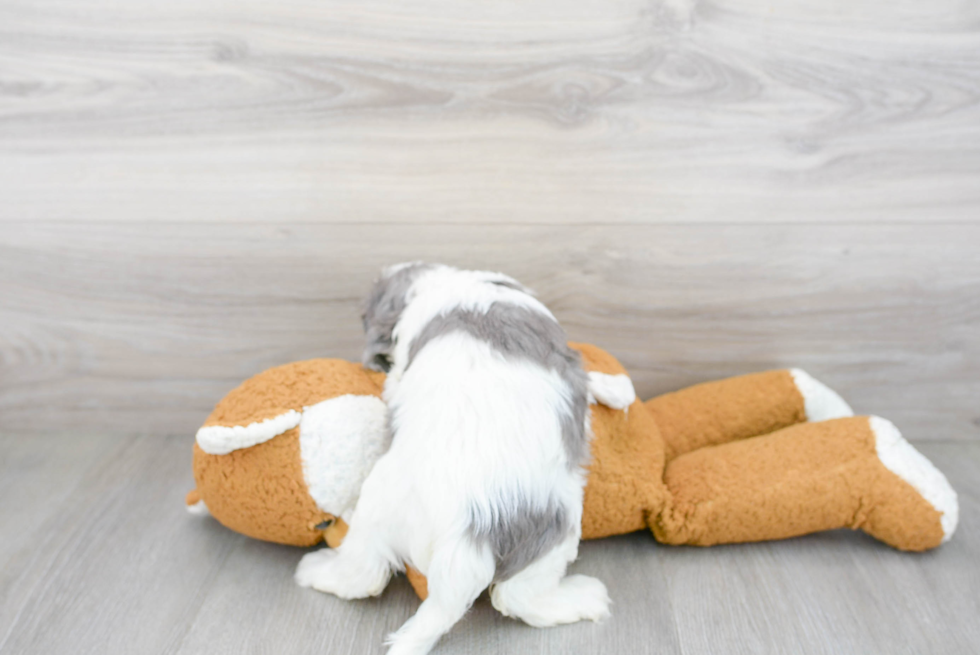 Cavapoo Pup Being Cute