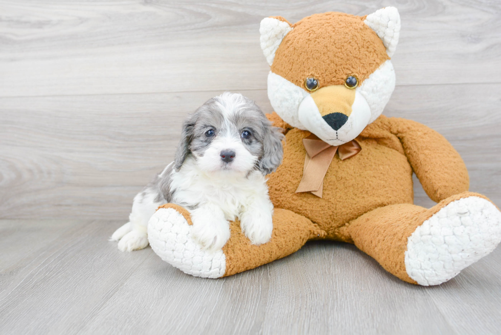 Cavapoo Puppy for Adoption