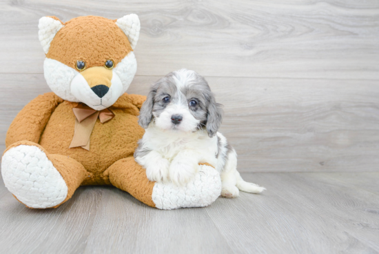 Sweet Cavapoo Baby