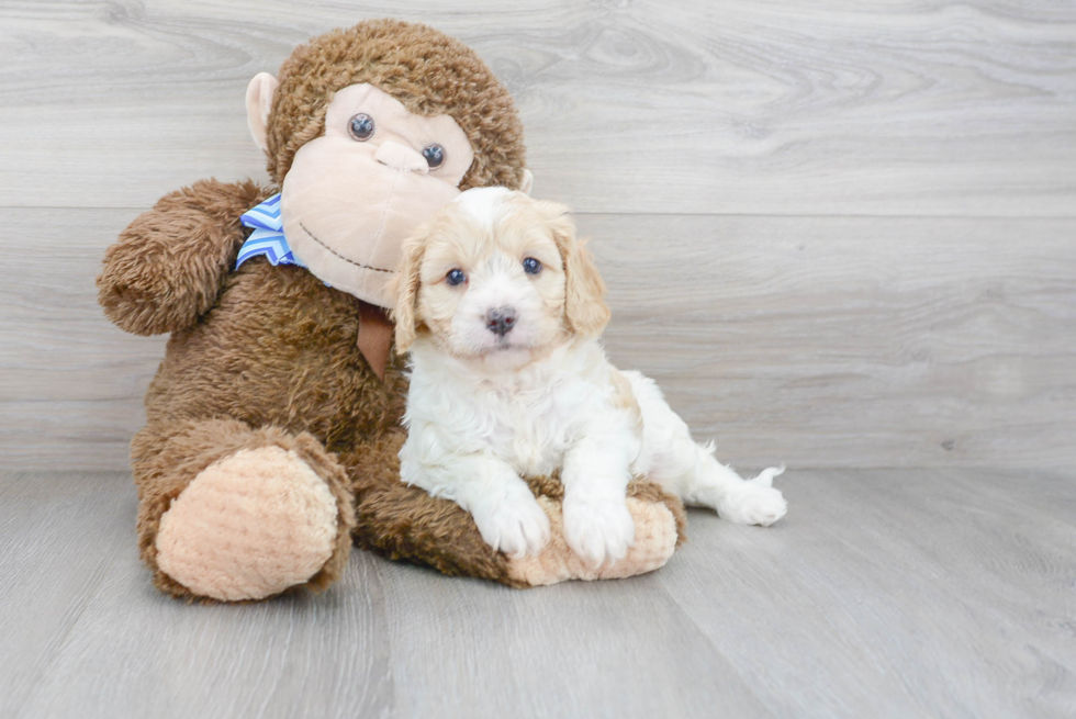 Hypoallergenic Cavoodle Poodle Mix Puppy