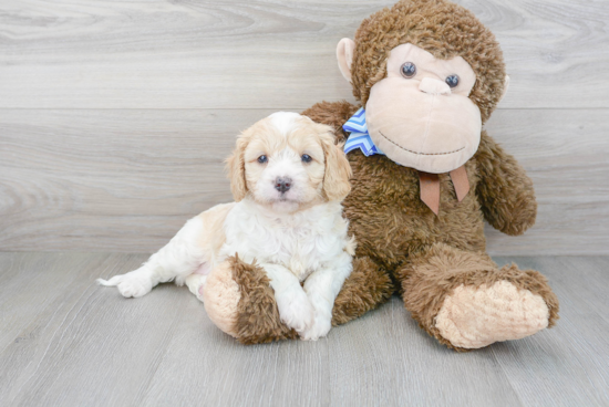 Cavapoo Puppy for Adoption