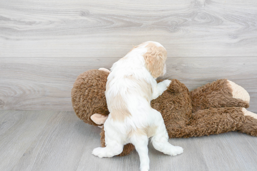 Small Cavapoo Baby