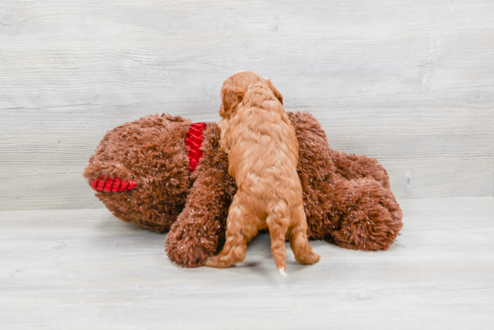 Hypoallergenic Cavoodle Poodle Mix Puppy