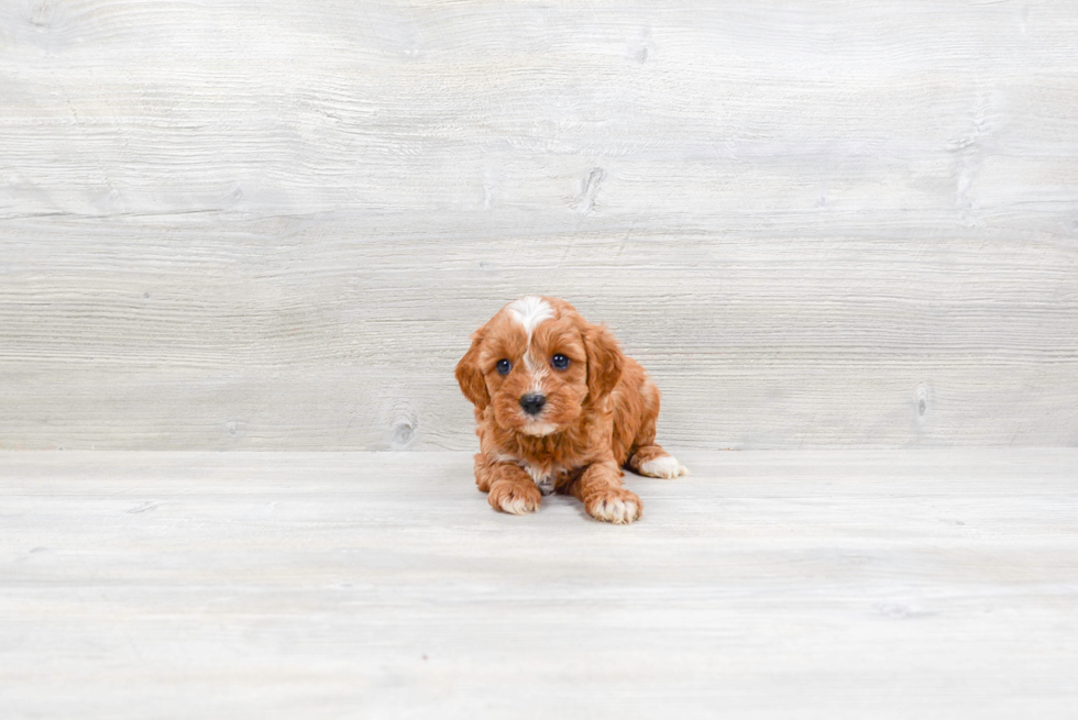 Cavapoo Puppy for Adoption