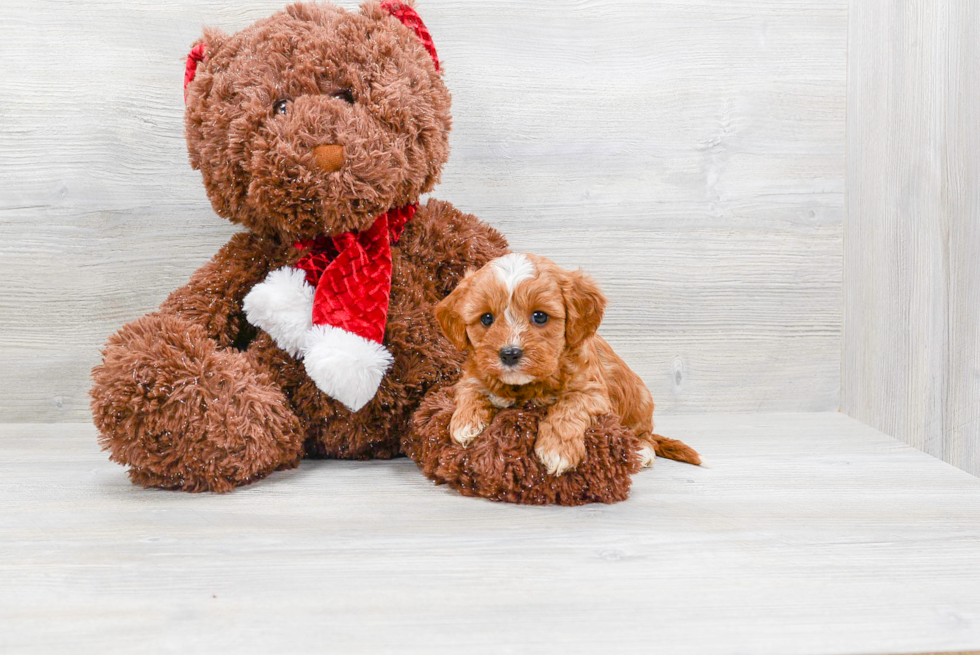 Best Cavapoo Baby