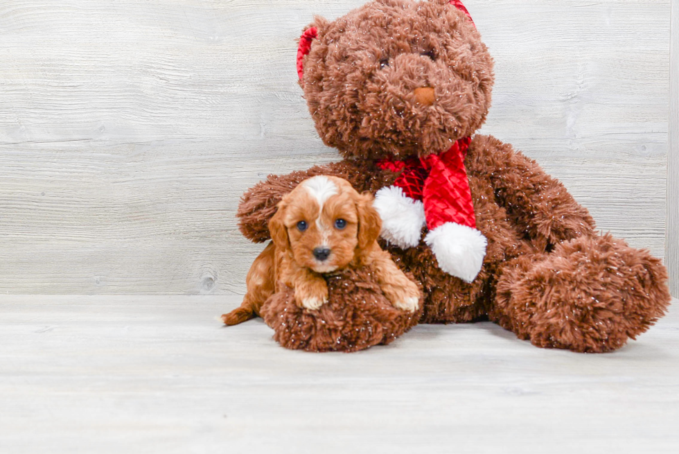 Hypoallergenic Cavoodle Poodle Mix Puppy