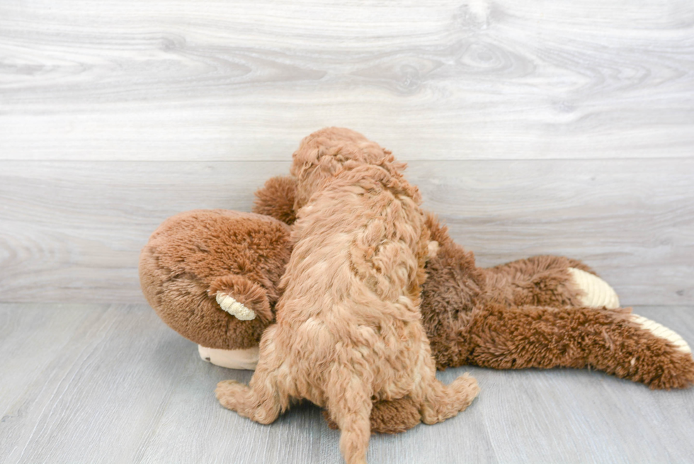 Smart Cavapoo Poodle Mix Pup