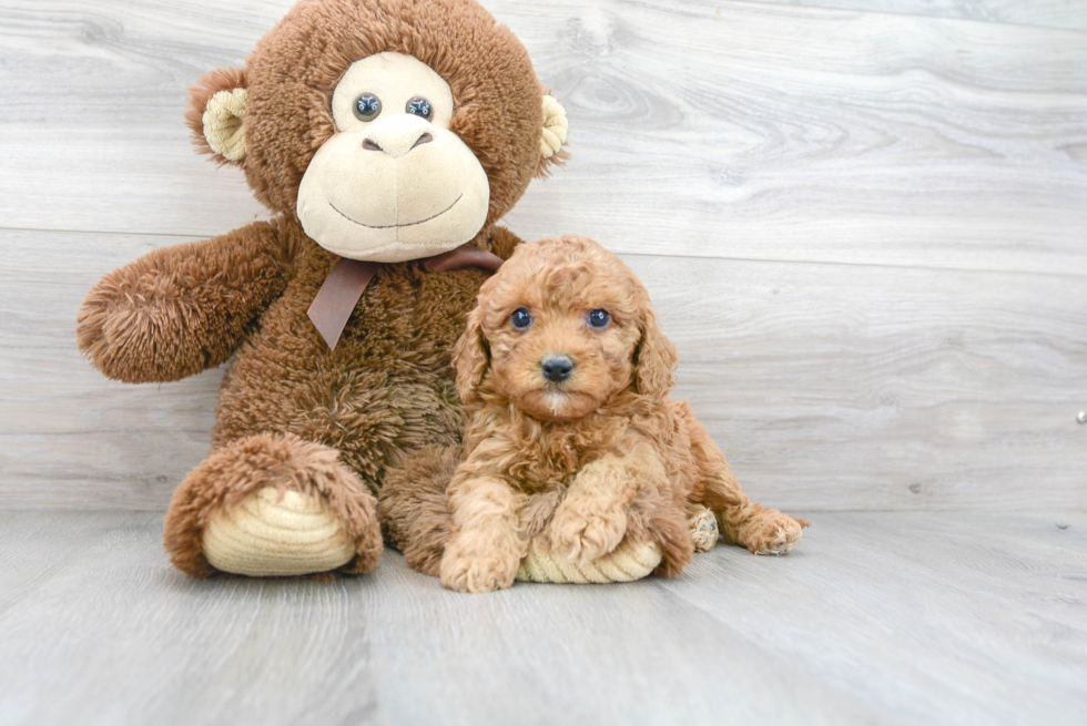 Best Cavapoo Baby