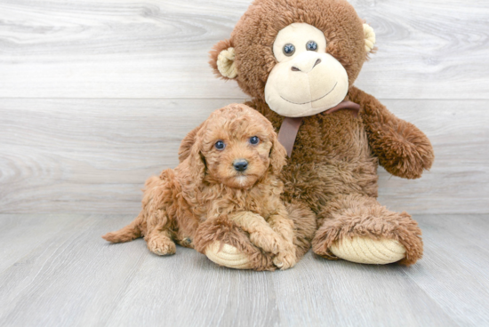 Sweet Cavapoo Baby