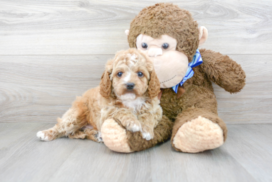 Sweet Cavapoo Baby