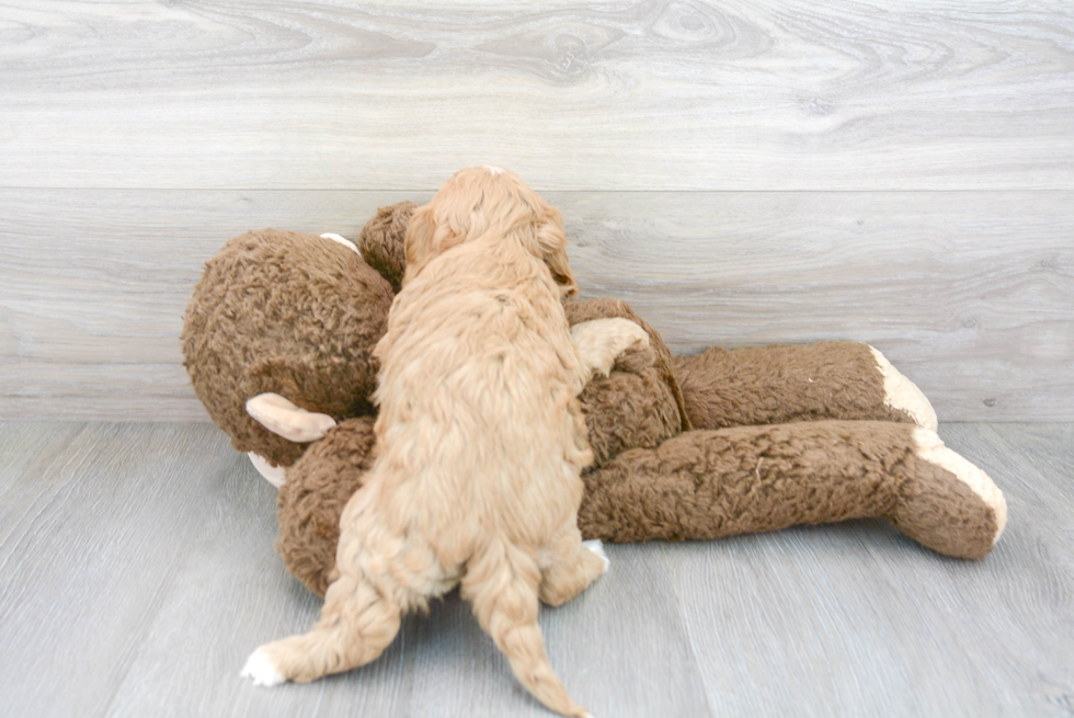 Small Cavapoo Baby