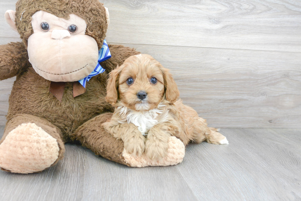 Best Cavapoo Baby