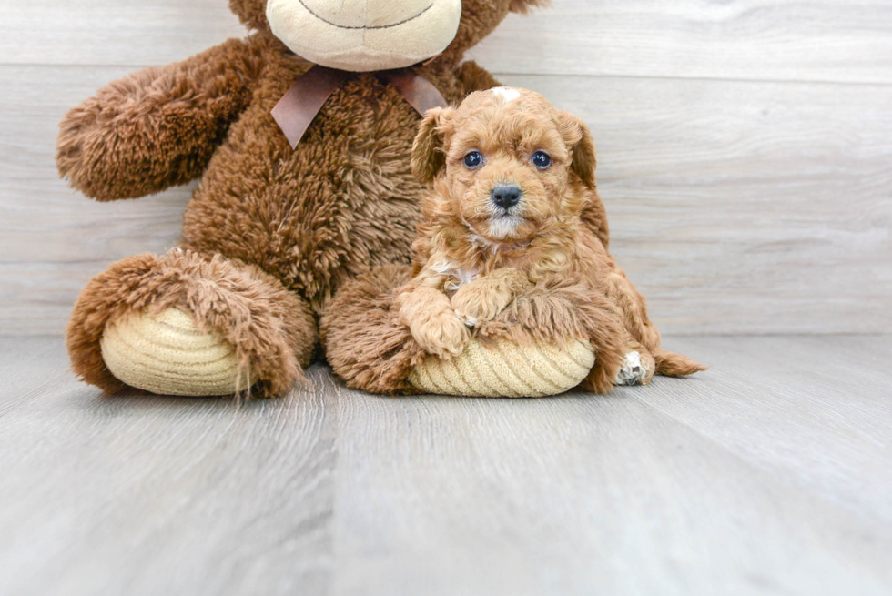 Funny Cavapoo Poodle Mix Pup