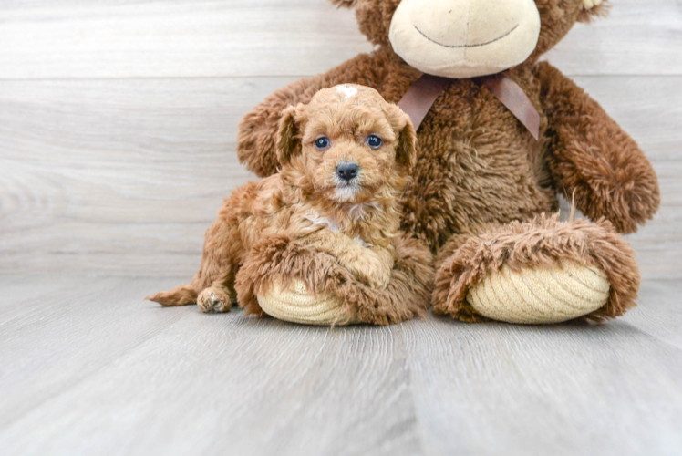 Cavapoo Puppy for Adoption