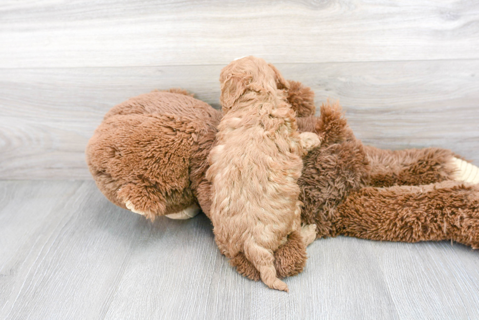 Petite Cavapoo Poodle Mix Pup