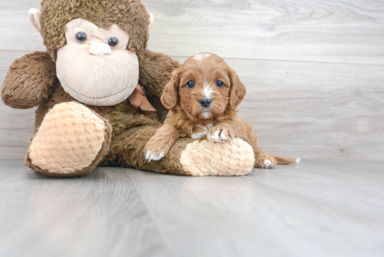 Best Cavapoo Baby