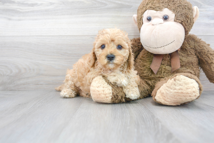 Adorable Cavoodle Poodle Mix Puppy