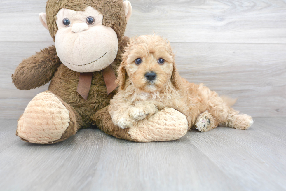 Hypoallergenic Cavoodle Poodle Mix Puppy