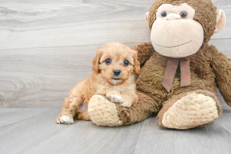 Cavapoo Puppy for Adoption