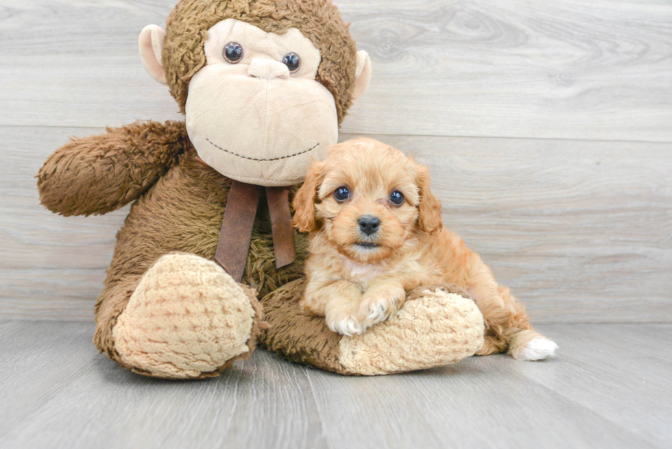 Hypoallergenic Cavoodle Poodle Mix Puppy