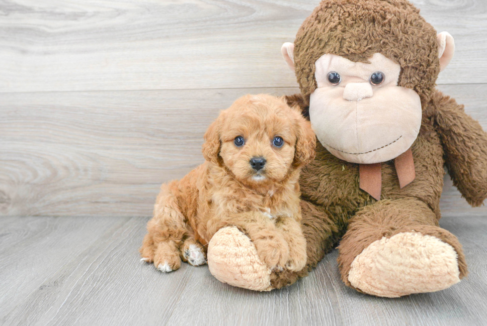 Small Cavapoo Baby