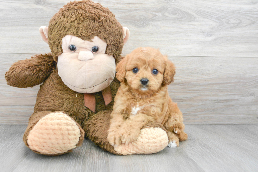 Small Cavapoo Baby