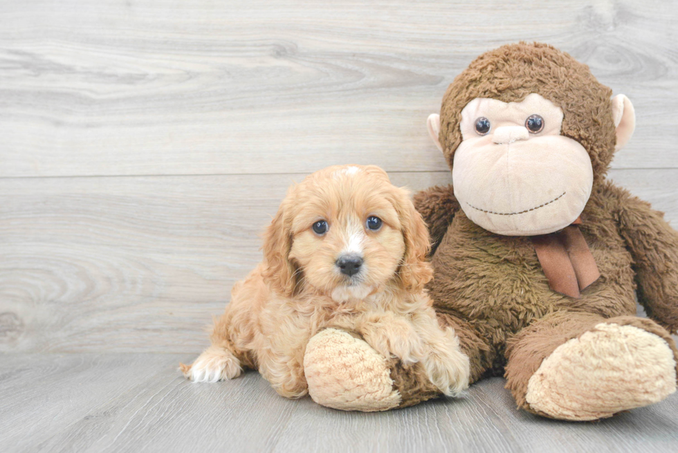 Best Cavapoo Baby