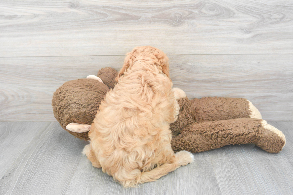 Cavapoo Puppy for Adoption