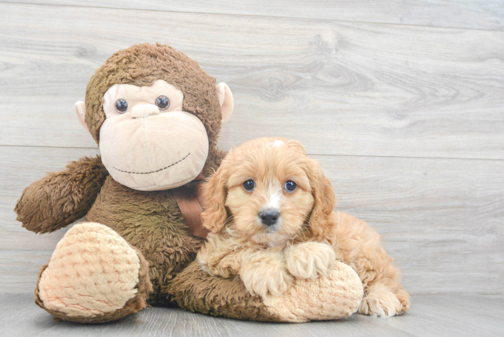 Best Cavapoo Baby