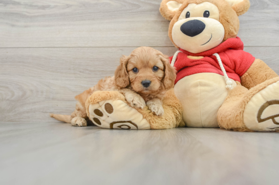 Cavapoo Pup Being Cute