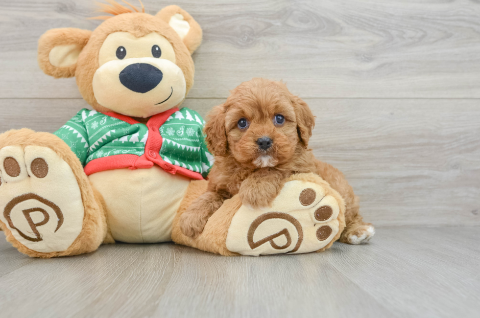 5 week old Cavapoo Puppy For Sale - Premier Pups