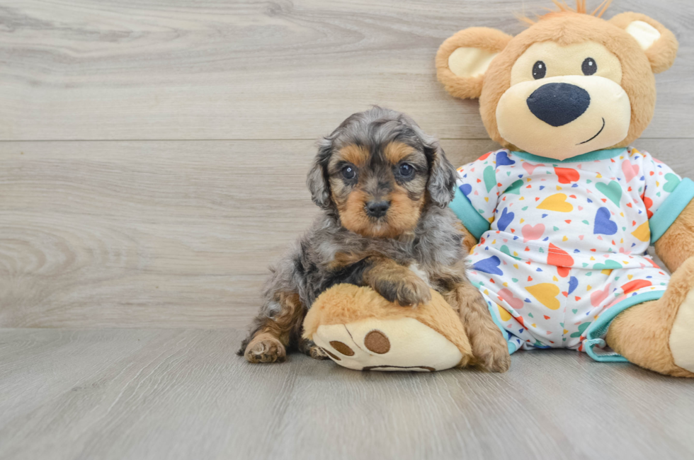 6 week old Cavapoo Puppy For Sale - Premier Pups