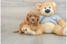 Energetic Cavoodle Poodle Mix Puppy
