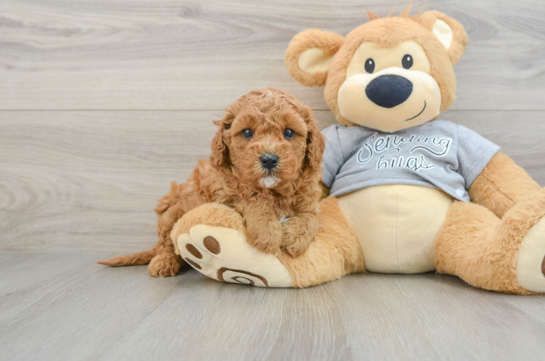 Energetic Cavoodle Poodle Mix Puppy