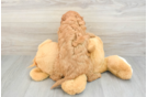Cute Cavapoo Baby