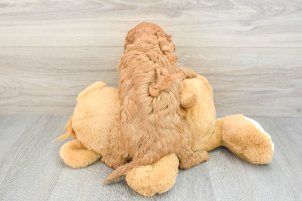 Cute Cavapoo Baby