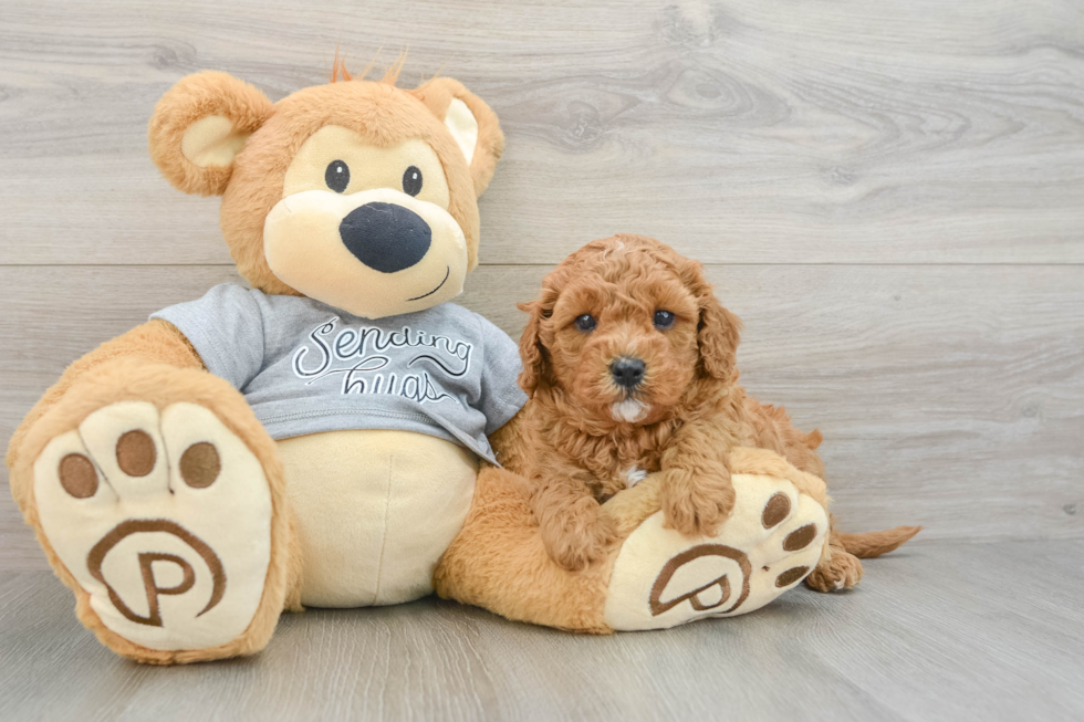 Cavapoo Pup Being Cute