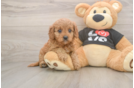 Cavapoo Puppy for Adoption