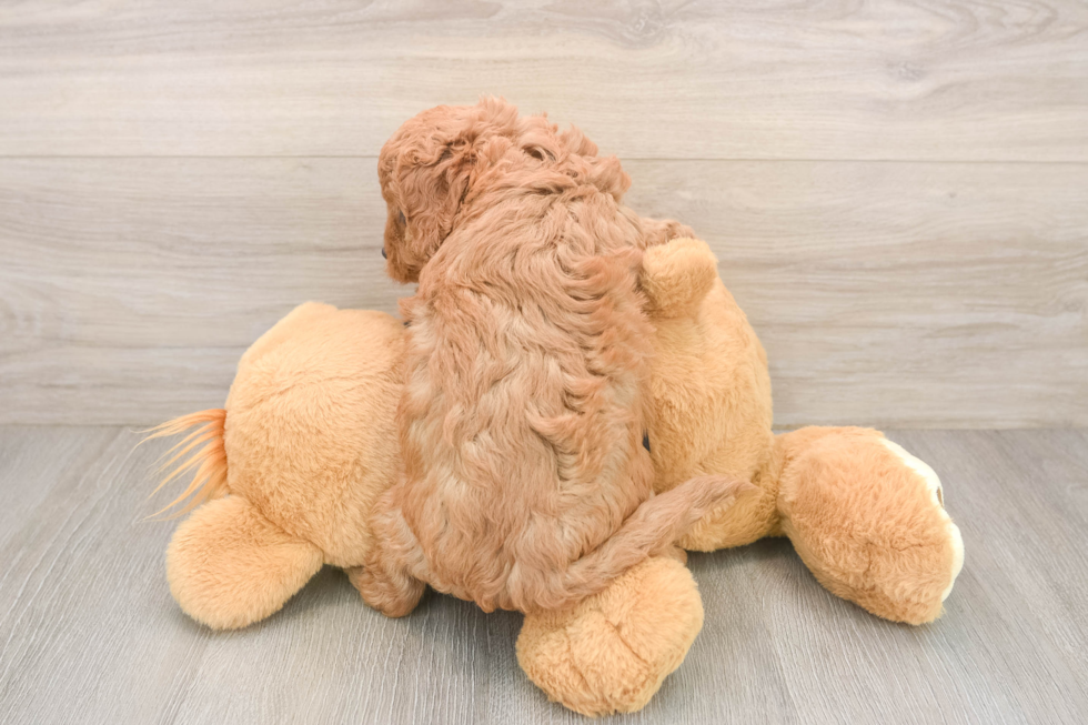 Cavapoo Puppy for Adoption