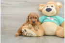 Cavapoo Puppy for Adoption