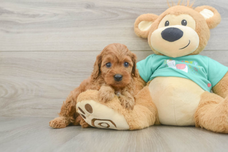 Meet Huck - our Cavapoo Puppy Photo 1/3 - Premier Pups