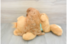 Popular Cavapoo Poodle Mix Pup